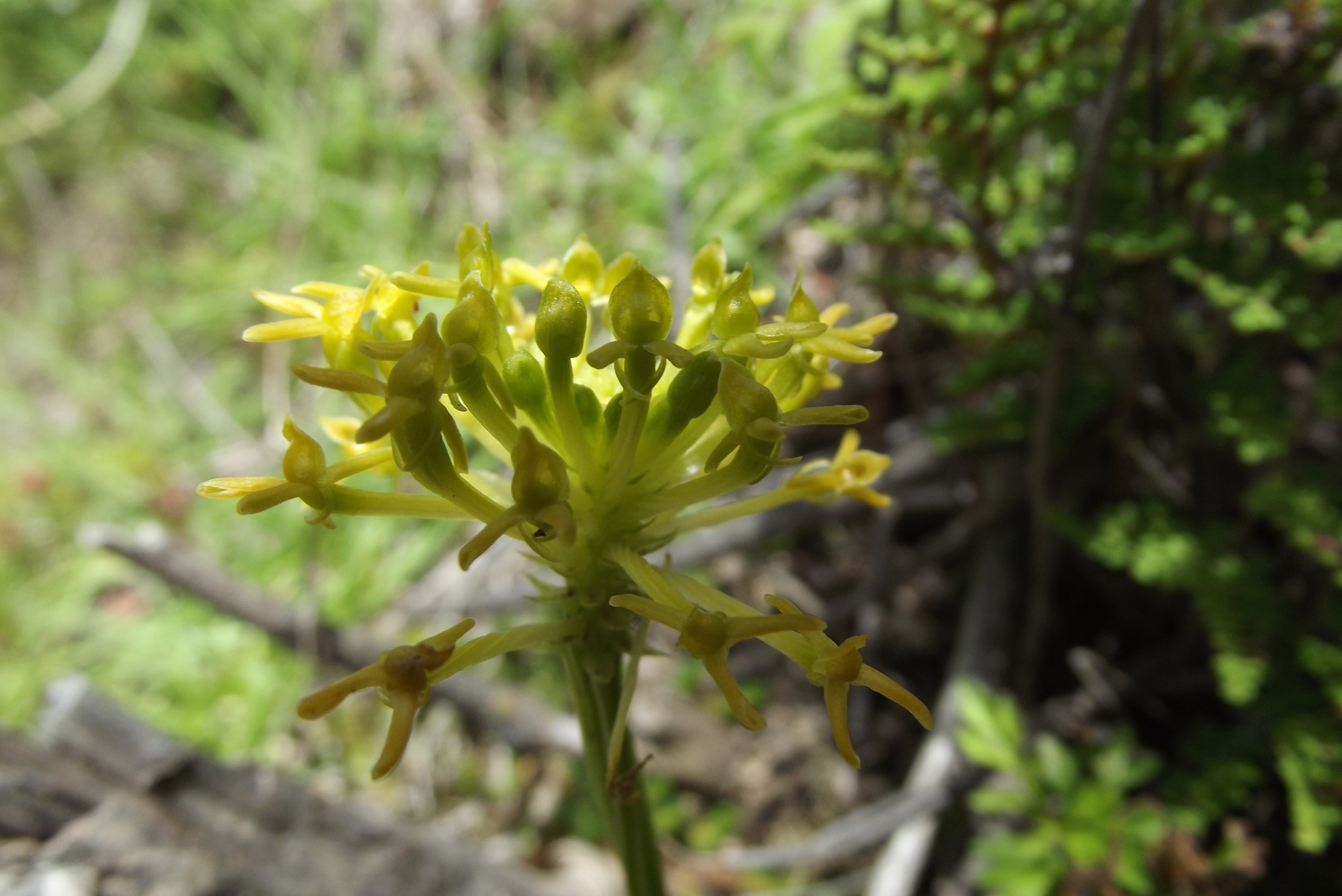 Malaxis andicola