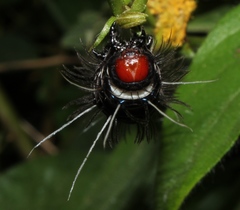 Amphicallia bellatrix