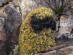 Oldenburgia paradoxa