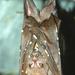 Philippine Tube-nosed Fruit Bat - Photo (c) Lorenzo Vinciguerra, some rights reserved (CC BY-NC), uploaded by Lorenzo Vinciguerra