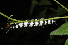 Amphicallia bellatrix