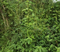 Amphicallia bellatrix