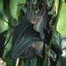 Greater Musky Fruit Bat - Photo (c) Lorenzo Vinciguerra, some rights reserved (CC BY-NC), uploaded by Lorenzo Vinciguerra