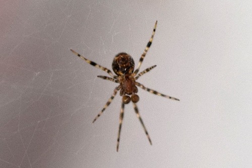 Kruidhangmatspin, Косихинский р-н, Алтайский край, Россия, photo 8 of 10