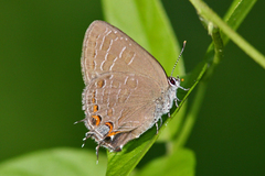 Satyrium liparops