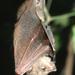 Philippine Pygmy Fruit Bat - Photo (c) Lorenzo Vinciguerra, some rights reserved (CC BY-NC), uploaded by Lorenzo Vinciguerra