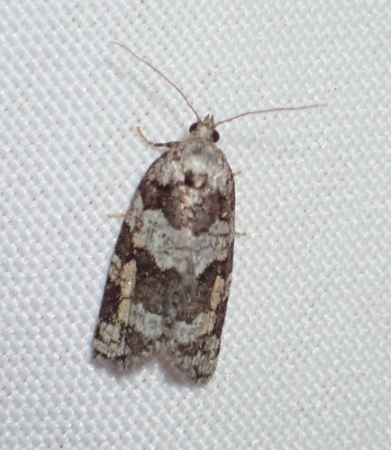 Argyrotaenia provana photo 2