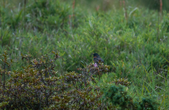 Tarsiger johnstoniae