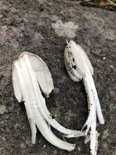 Coprinopsis romagnesiana