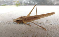 Neoconocephalus triops