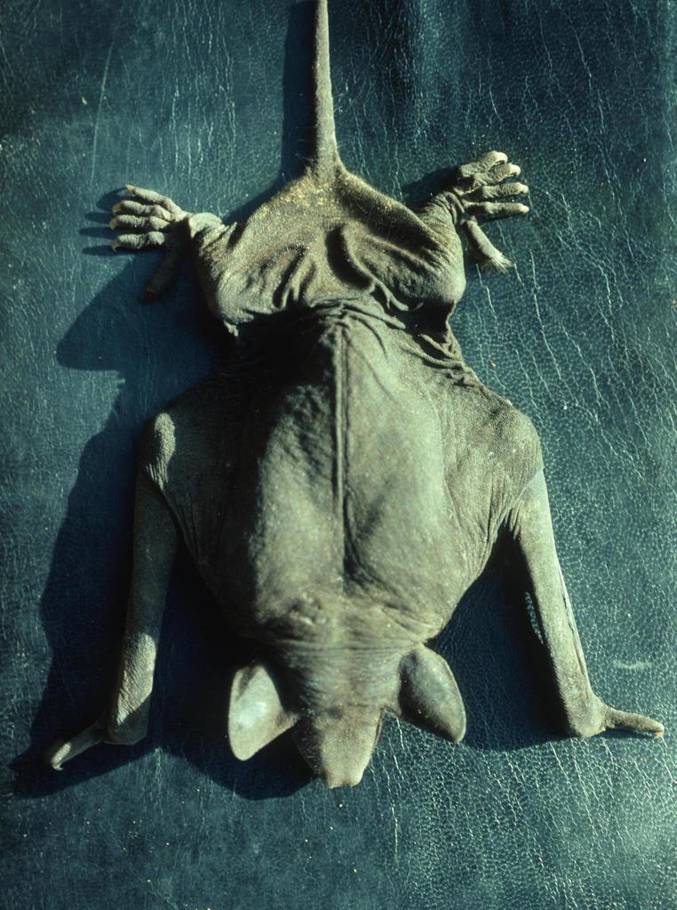Greater Naked Bat