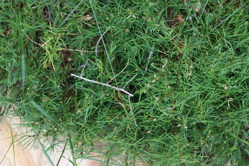Image of Ficinia ramosissima by (c) Tony Rebelo, some rights reserved (CC BY-SA)