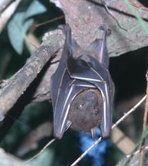 Cynopterus brachyotis
