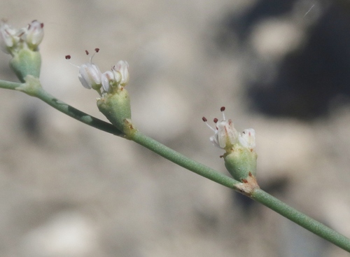 Pahrump Valley buckwheat (Eriogonum bifurcatum)