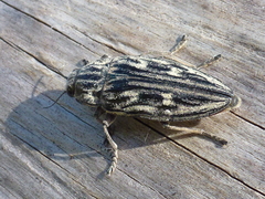 Chalcophora mariana