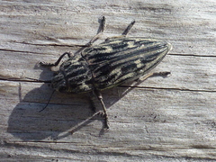 Chalcophora mariana