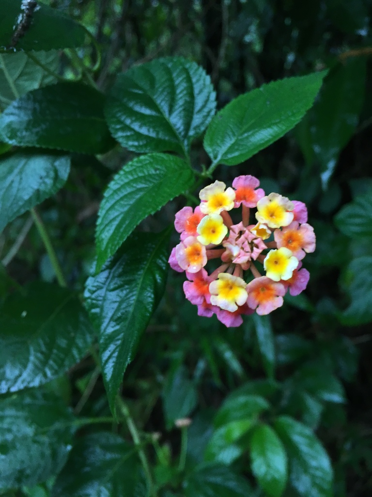 common lantana