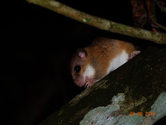 Sumichrast's Vesper Rat photo 3