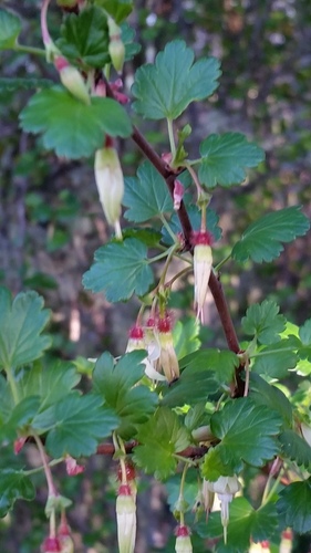 iNaturalist observation photo of hillside gooseberry