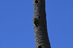 Melanerpes striatus