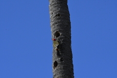 Melanerpes striatus