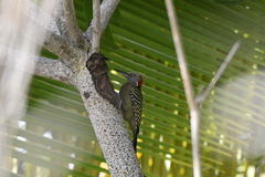 Melanerpes striatus