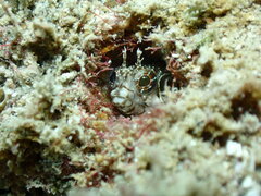 Reef-Sand Blenny photo 3