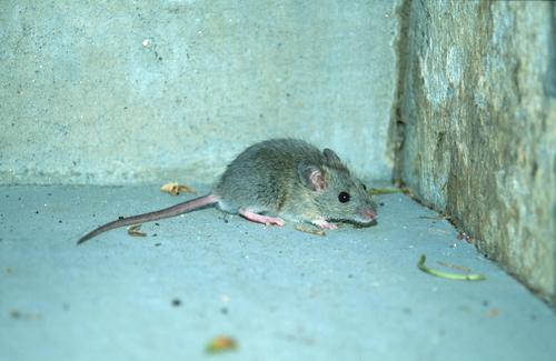 Pygmy Rock Mouse (Petromyscus collinus) — Least Concern Mammalia