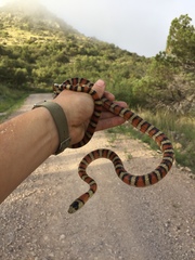 Lampropeltis knoblochi