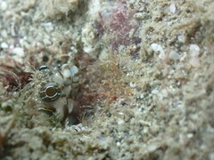 Reef-Sand Blenny photo 2
