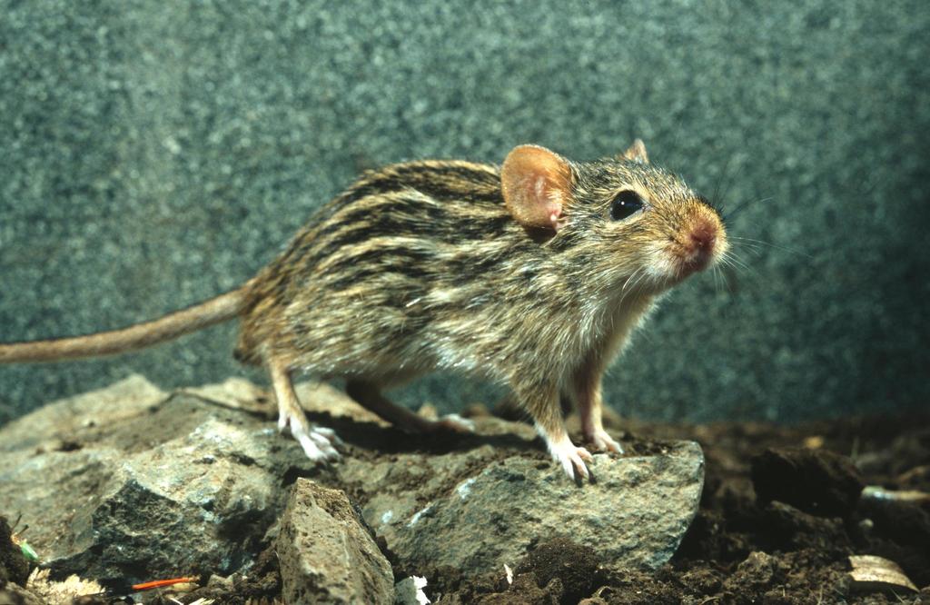 Heuglin's Striped Grass Mouse (Lemniscomys zebra)