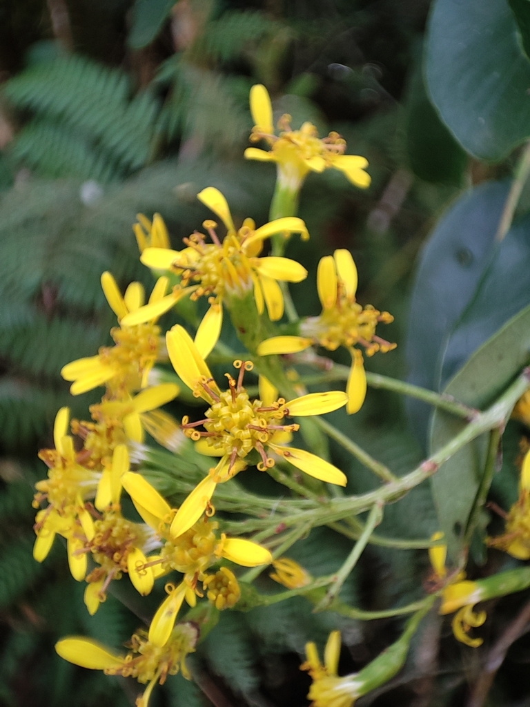 Pentacalia desiderabilis