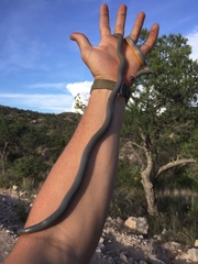 Diadophis punctatus regalis