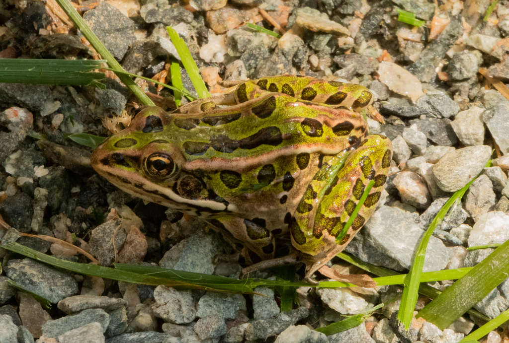 Northern Leopard Frog From Val-d'or, Qc, Canada On July 30, 2023 At 01: 