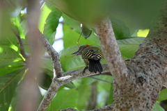 Melanerpes striatus