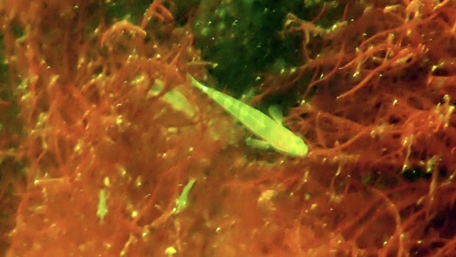 Pomatoschistus flavescens