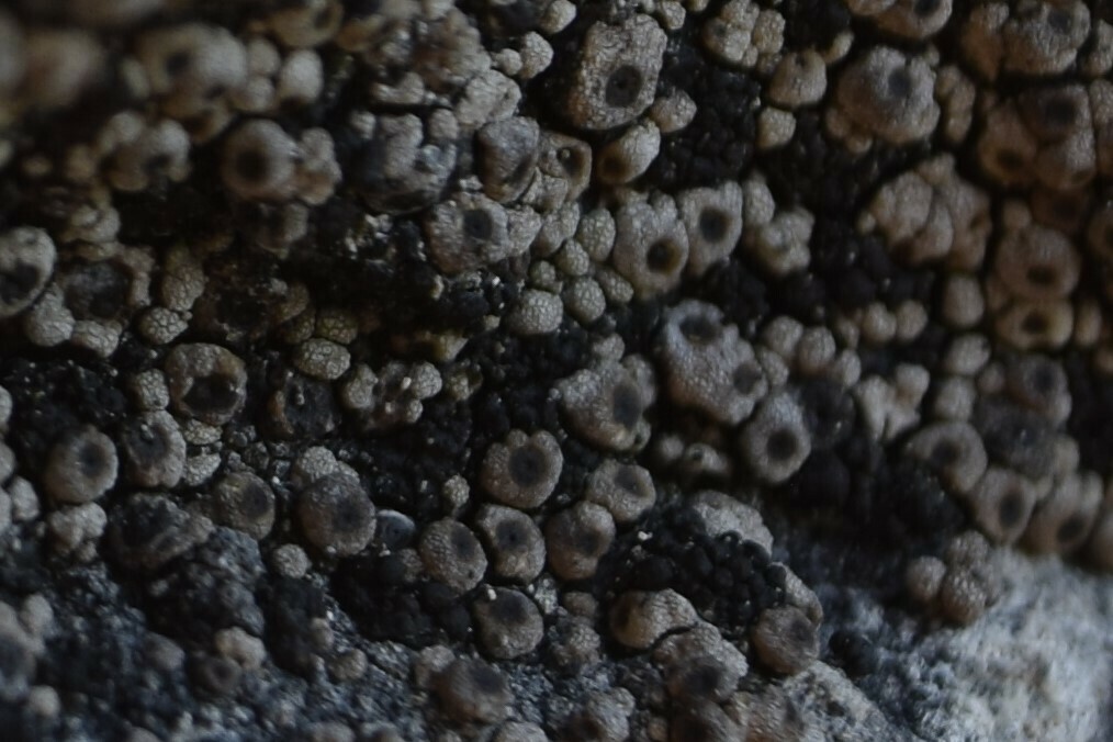 Polyblastia