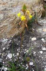 Bulbine lagopus