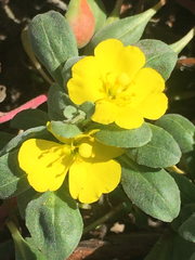 Camissoniopsis cheiranthifolia