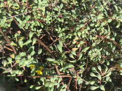 Camissoniopsis cheiranthifolia