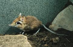 Galegeeska rufescens