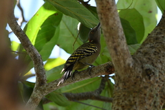 Melanerpes striatus