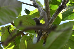 Melanerpes striatus