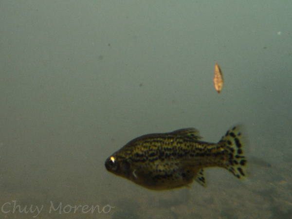 Splitfins (Goodeidae) - Marine Life Identification
