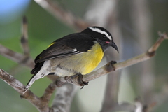 Coereba flaveola bananivora
