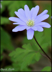 Anemonoides apennina