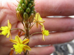 Bulbine lagopus