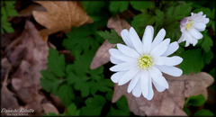 Anemonoides apennina