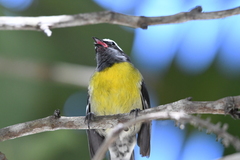 Coereba flaveola bananivora
