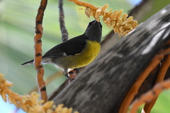 Coereba flaveola bananivora